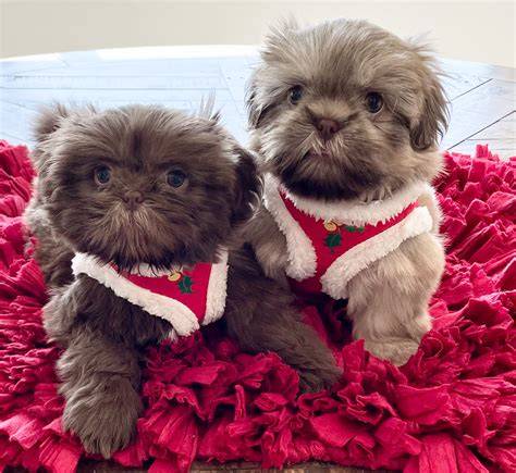 oroszlánkutyát idéző shih tzu bunda
