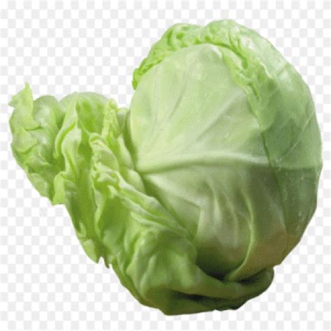 savanyú káposzta illusztráció