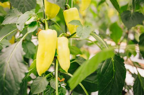 szentesi paprika oltalom alatt álló földrajzi jelzés