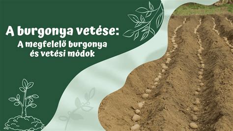 burgonya szedése jelzés időzítés