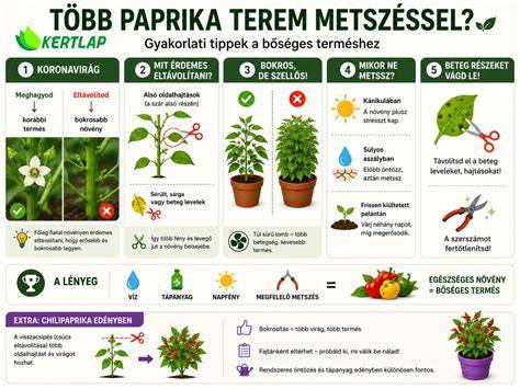 paprika alapú pálinka infografika