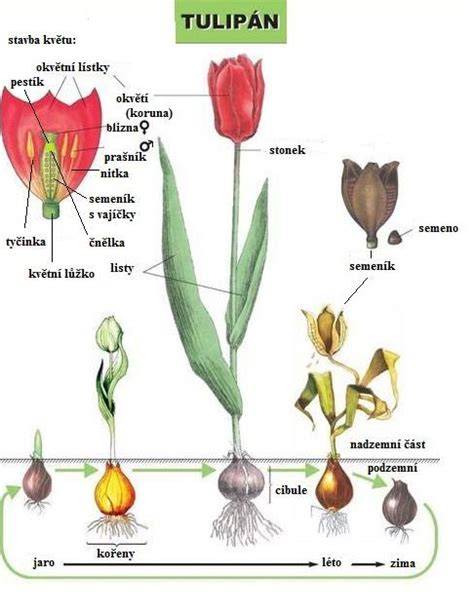 Tulipán földalatti részei diagram