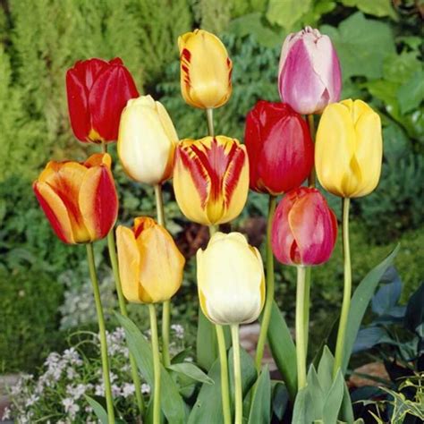 Tulipán virágtakaró levelei és porzók