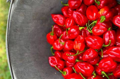 Chili paprika csírázás különböző fajtái vizuálisan