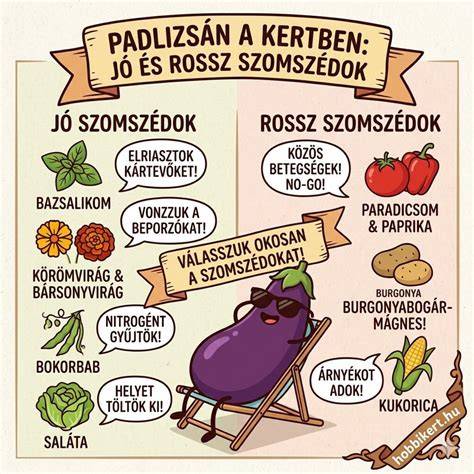 infografika: padlizsán élettana és felhasználások