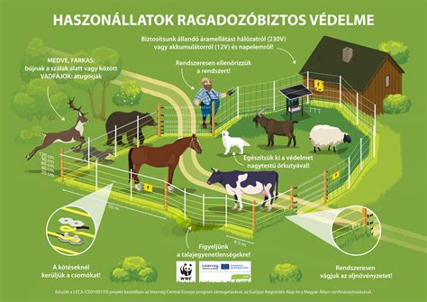 Infografika a húsadagok és köretek viszonyáról