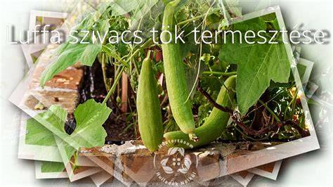 tök termesztése ültetőfészek elrendezés