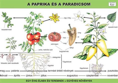 csipos paprika növény és termés