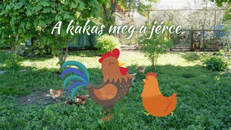 kakas hús beszerzési módok piacban