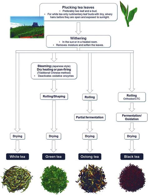 diólevél tea diagram infografika