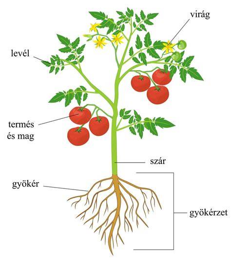 illatosságot növelő paprika ábra