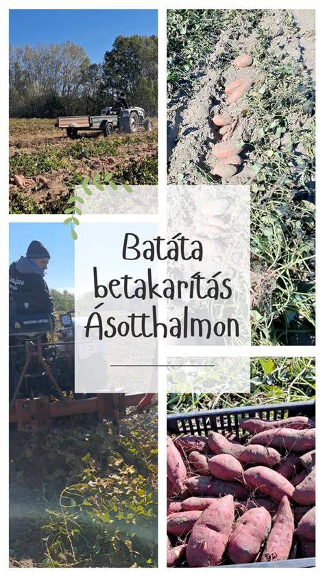 Édesburgonya vizuális folyamatábra betakarítás