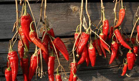 Paprika maggyűjtése és szárítása szemléltető ábra