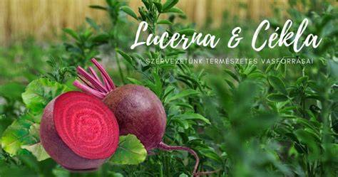 lucerna-ékelt-cékla-infografika