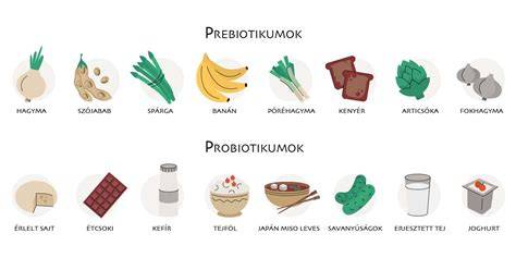 Fermentációs folyamat és probiotikumok kördiagram