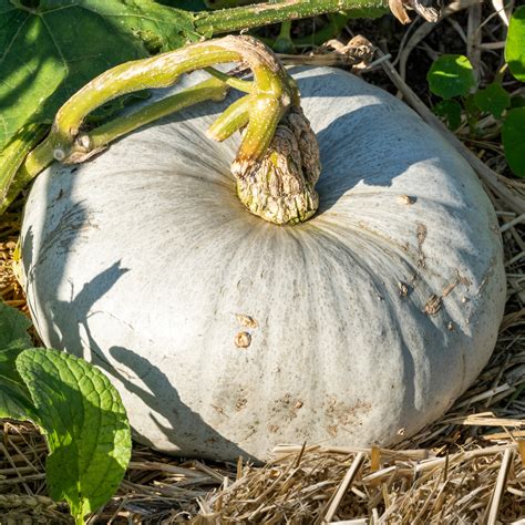 A sütőtök válogatása a piacokon