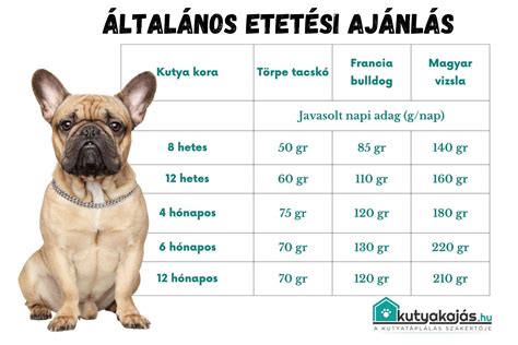 Infografika a kölyök kutya etetési ütemtervéről