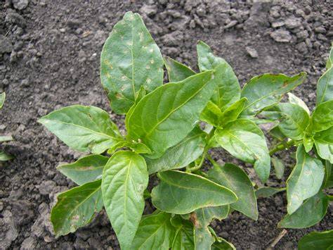 paprika betegségek vizualis grafika