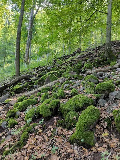 kilátás panorámás ösvény