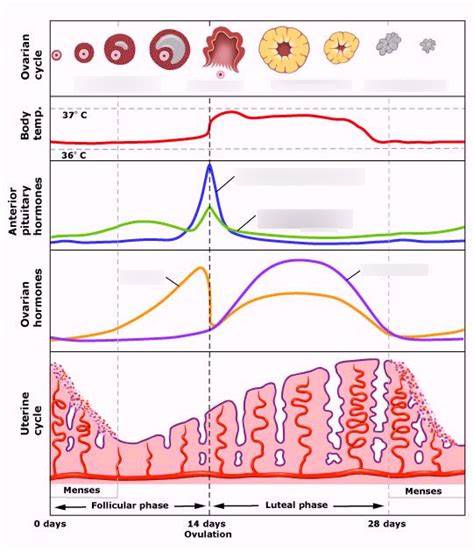 női ciklus diagram