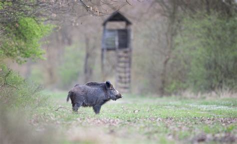 vizuális áttekintés a vaddisznó hús fajtáiról és érlelési folyamatairól