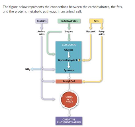 energy pathways carbohydrates fats proteins