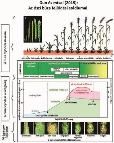 tésztagyúrás és kelés diagram